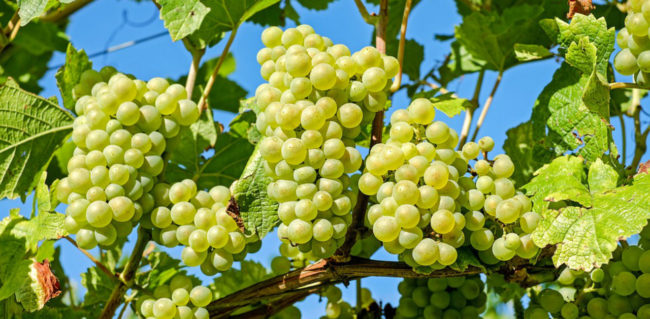 vitigni bianchi vitigni bianchi