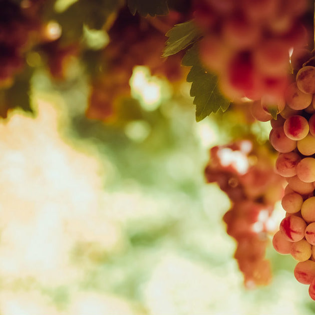 vendemmia tardiva