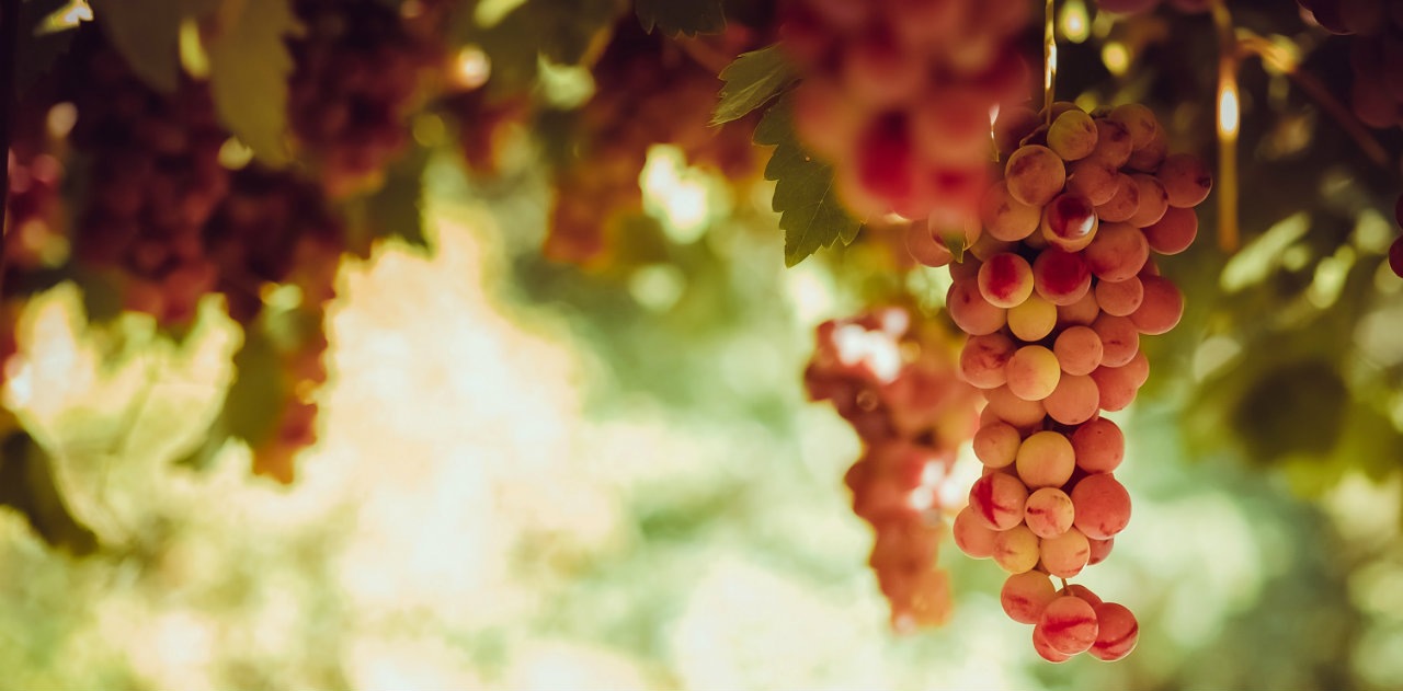 vendemmia tardiva vendemmia tardiva