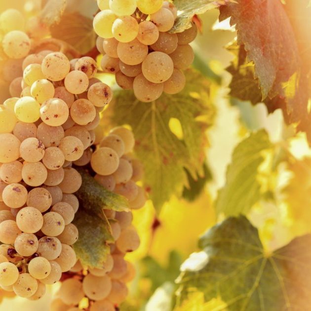 vino_muffato_botritizzato