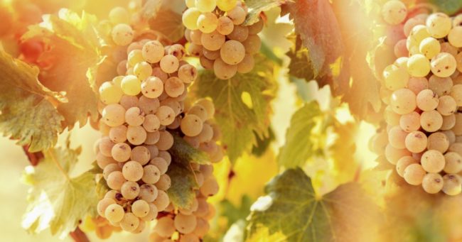 vino_muffato_botritizzato