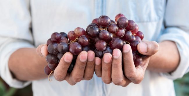 vitigni rossi piu famosi