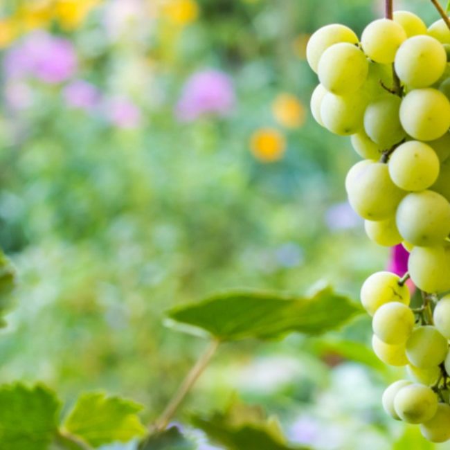 vitigni siciliani zibibbo