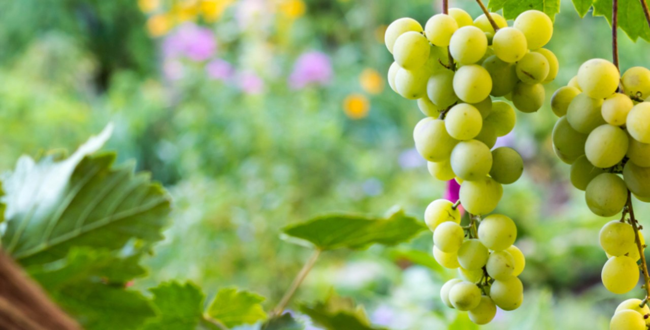 vitigni siciliani zibibbo vitigni siciliani zibibbo