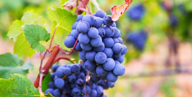 vitigni reliquia sicilia