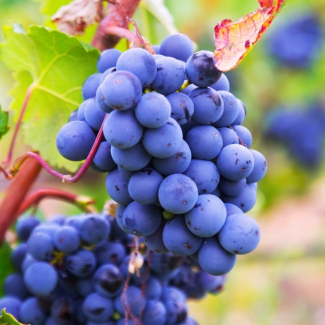 vitigni reliquia sicilia