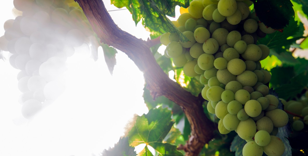 albanello vitigno albanello vitigno