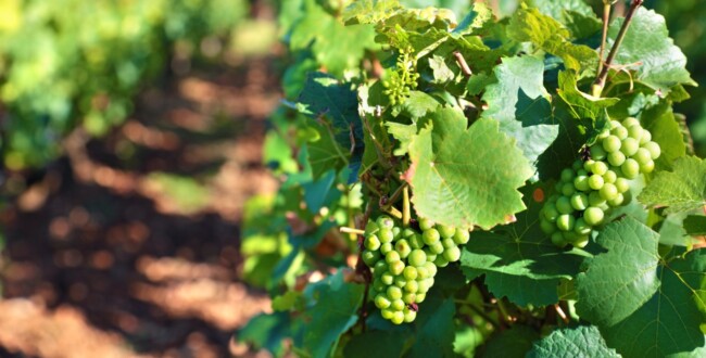 vinificazione in bianco