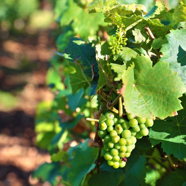 vinificazione in bianco