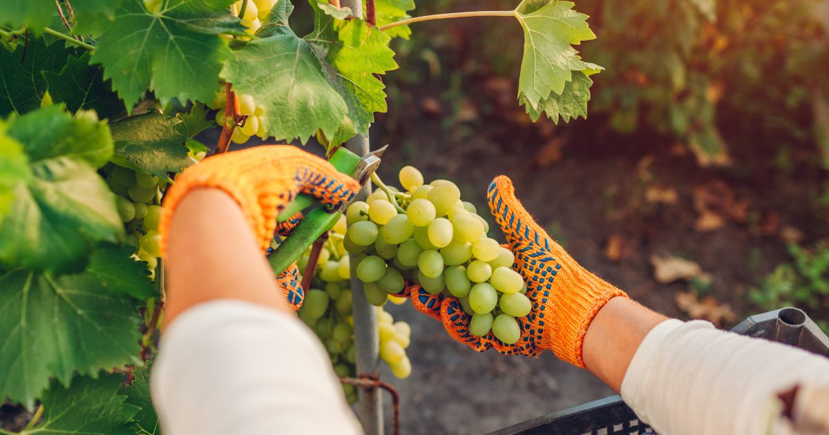 Vini dolci Vini dolci