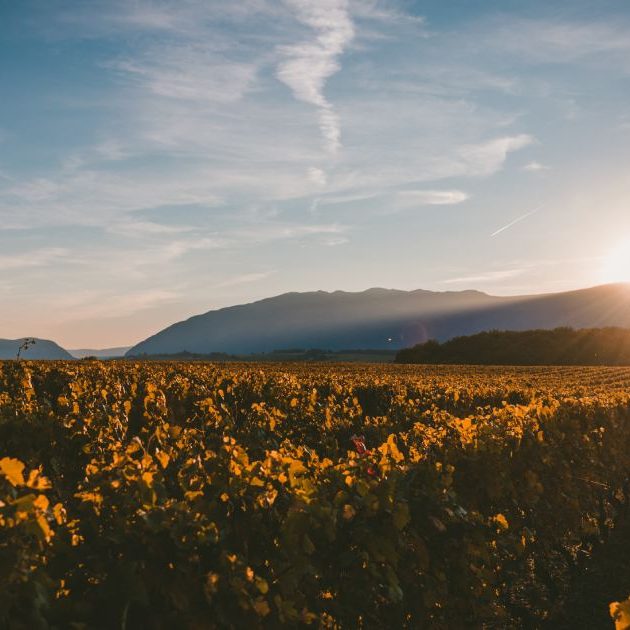 vini italiani basilicata