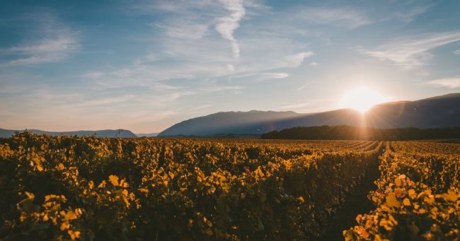 vini italiani basilicata