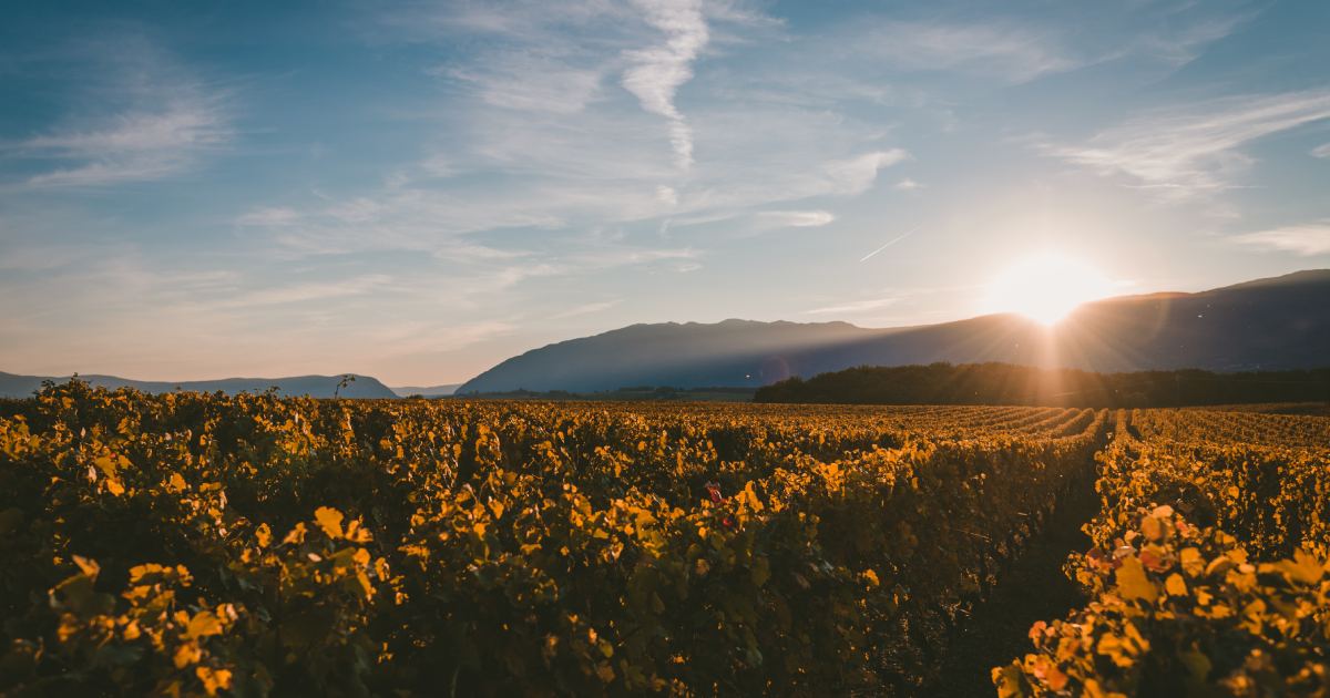 vini italiani basilicata vini italiani basilicata