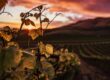 vini vulcanici enoteca innusa