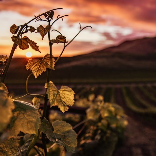 vini vulcanici enoteca innusa