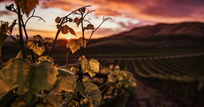 vini vulcanici enoteca innusa